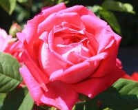 Гидролат розы (розовая вода), пр-во Крым, 100 мл